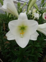 [4110 Global Dream Mak No02.JPG]